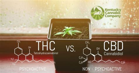 CBD Vs THC IS ONE BETTER LEARN THE DIFFERENCES