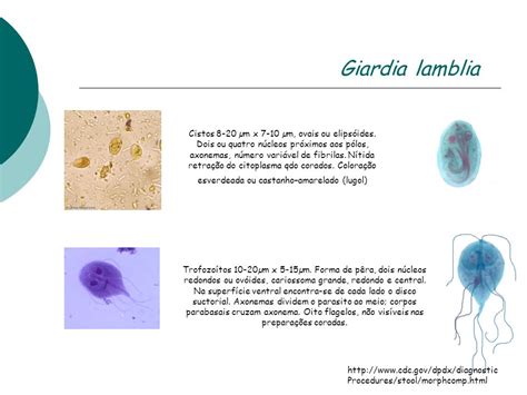 Exame Parasitológico De Fezes Ppt Video Online Carregar