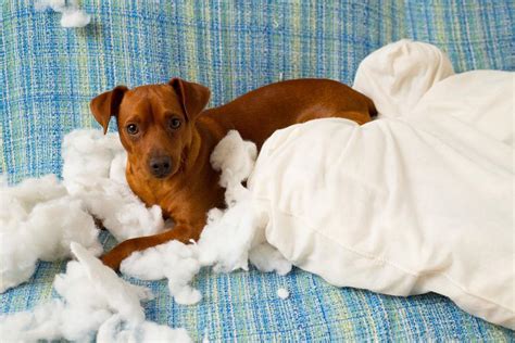 Como Tratar La Ansiedad En Un Perro