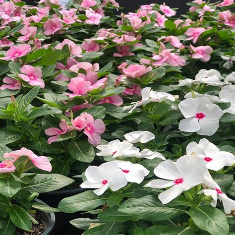 Departments Flowering Vinca 6 Pack