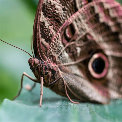 Extremo close up borboleta marrom Foto Grátis