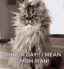 crazy day gif ek tenor
