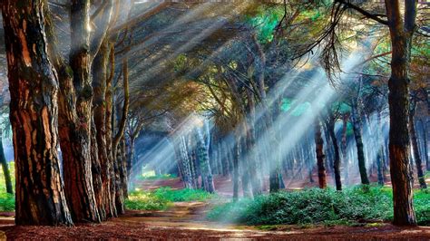 Mystical Landscape Nature 1080P Tree Forest Rays Woodland