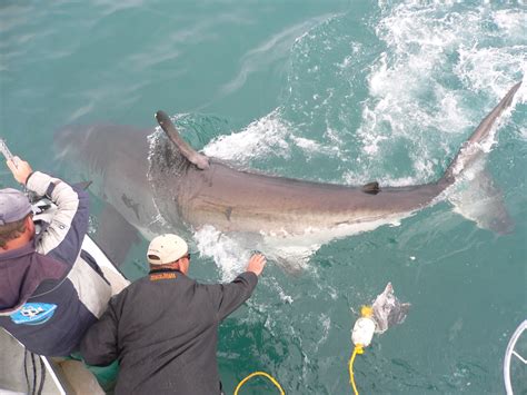 Great White Shark Cage Diving | Special Deals and Offers Book Now!