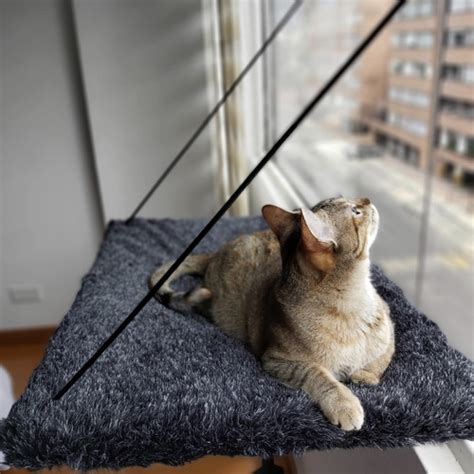 Hamacas De Ventana Para Gatos Camas Personalizadas Envío gratis