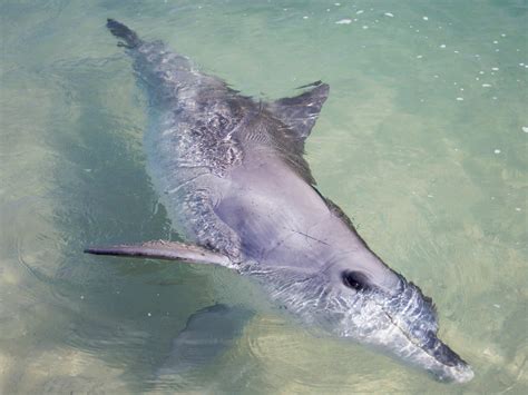 Scientists can now use the DNA of dolphins to know their age