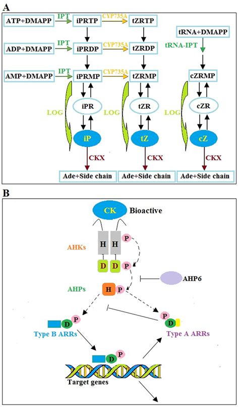 Proposed Module Of Ga Biosynthesis Inactivation And Perception In