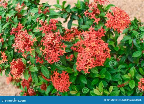 Red Catharanthus Roseus Flowers With Green And Yellow Leaves At Garden