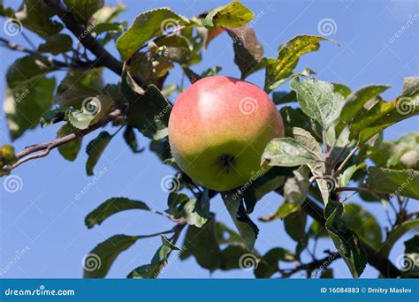 Ripe apple stock image. Image of green, season, blue - 16084883