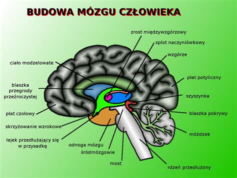 Scholaris Budowa mózgu człowieka