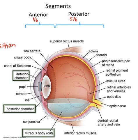 Lecture 22 Histology Of The Eye Flashcards Quizlet