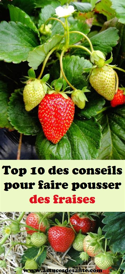 Top Des Conseils Pour Faire Pousser Des Fraises Conseils Pousser