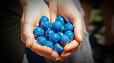 Alimentación Los Diez Alimentos Naturales Que Son De Color Azul