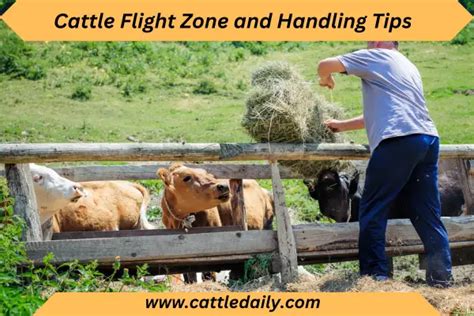 Cattle Flight Zone and Handling Tips: A Guide to Safely Working with ...