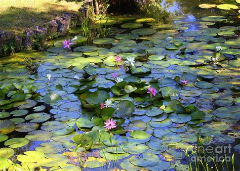 Southern Lily Pond Photograph by Carol Groenen - Pixels