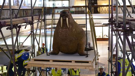 Walrus Arrives From Horniman Museum In London At Margates Turner