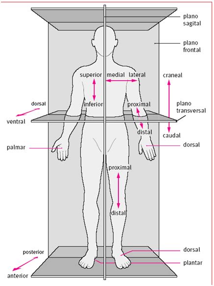 Pin On Funtional Trainning