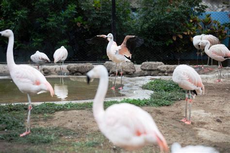 Parque De Las Leyendas Celebra El D A Mundial De Los Humedales