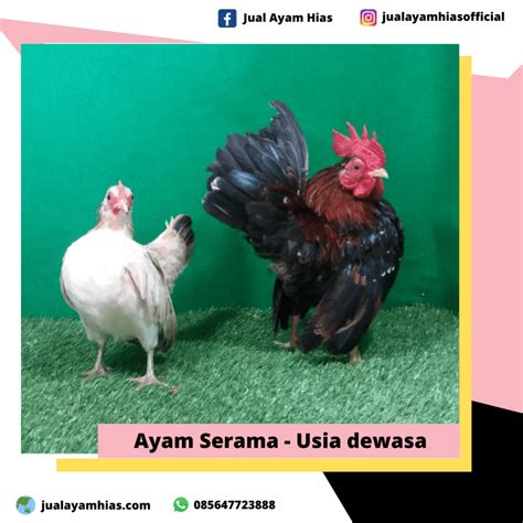 Ready Stock Berbagai Jenis Ayam Hias