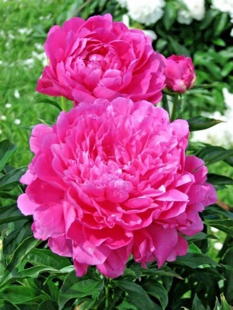 10 Princess Peony Tree Peony Seeds Paeonia Suffruticosa Fresh Garden