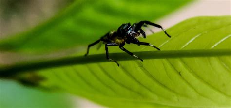 Spider Arachnid Jumpingspider - Free photo on Pixabay - Pixabay