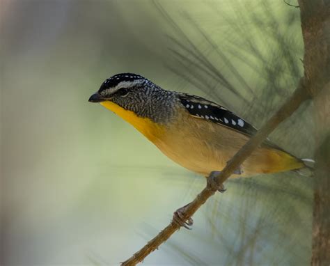 Spotted Pardalote Nesting — Life In A Southern Forest