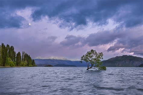 That Iconic Wanaka Tree - Patrick Luchsinger