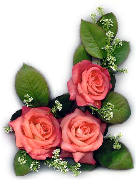 10,060 Peach Roses Stock Photos - Free & Royalty-Free Stock Photos from Dreamstime