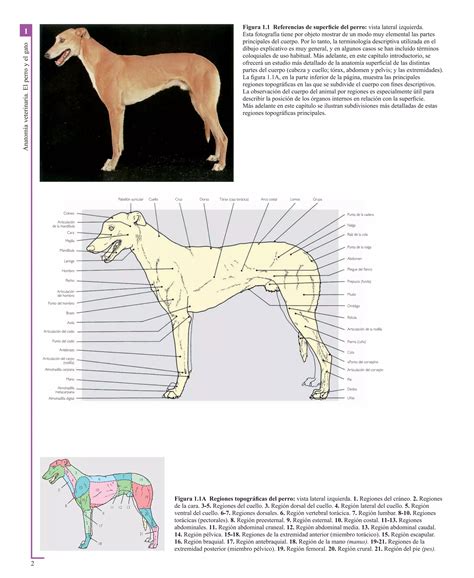 Atlas En Color De Anatomia Veterinaria El Perro Y Del Gato