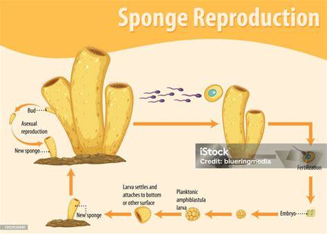 Ilustración De Diagrama Que Muestra La Reproducción De Esponjas Y Más