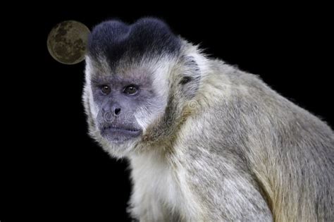 Closeup Of Tufted Capuchin Monkey Sapajus Apella Capuchin Monkey