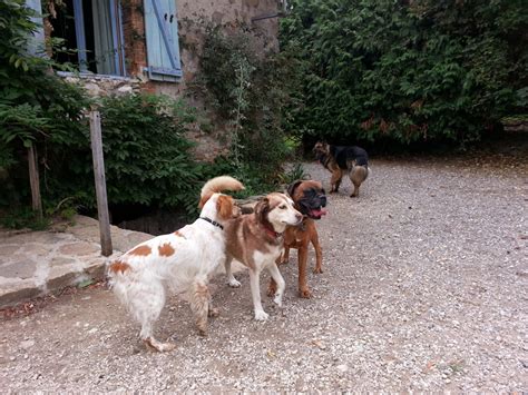 Pension Chien 974 Garde De Chiens