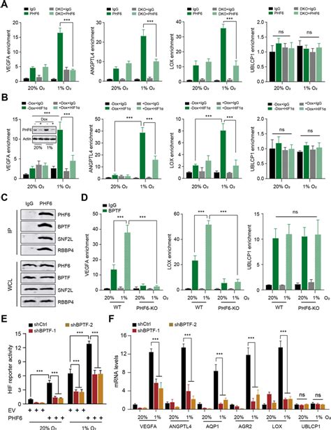 PHF6 Recruits BPTF To Activate HIF Target Genes In Breast Cancer Cells