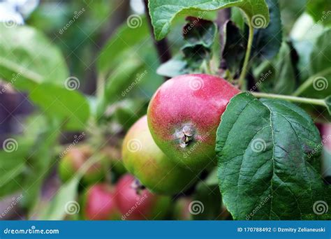 Manzanas Rojas En Rama De Manzano Naturaleza Foto De Archivo Imagen