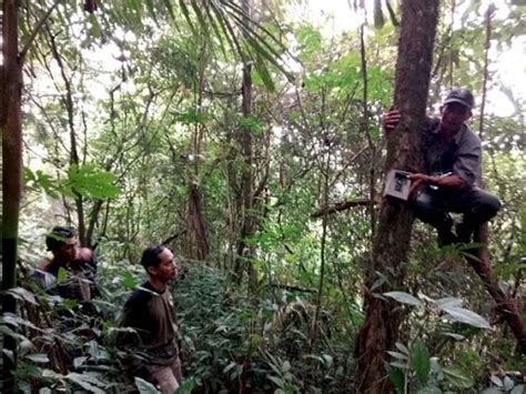 Penampakan Macan Tutul Jawa Terekam Kamera Di Taman Nasional Gunung