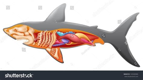 Female Shark Anatomy