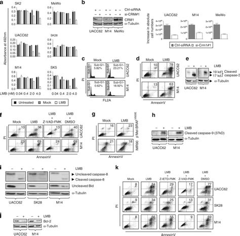 Inhibition Of Crm1 Mediated Nucleocytoplasmic Transport Triggering