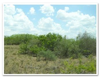 Oakville, Live Oak County, TX Farms and Ranches for sale Property ID: 400241226 | LandWatch