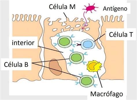 Estructura Del Tejido Linfoide Asociado A La Mucosa Intestinal Paradigmia