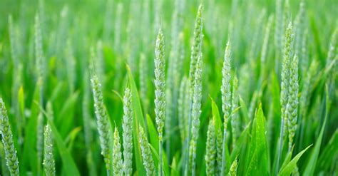 Green Wheat Field · Free Stock Photo