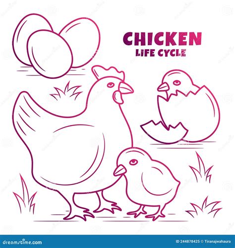 Ilustraci N De Mano Del Ciclo De Vida Del Pollo Ilustraci N Del Vector