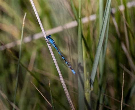 July 1 Damsel Fly – Big W Photography