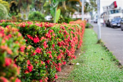 Plantas Para Cerca Viva Como Fazer Uma Cerca Plantas Paisagismo