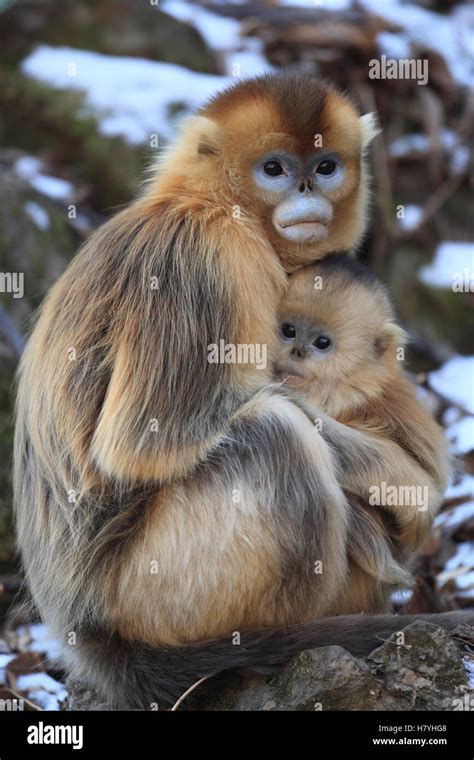 Golden Snub Nosed Monkey Rhinopithecus Roxellana Female And Young