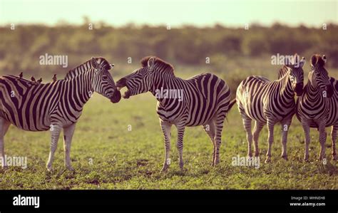 Four Common Zebra Equus Quagga Grooming Each Other In Bushveld Savanna Of Kruger National Park