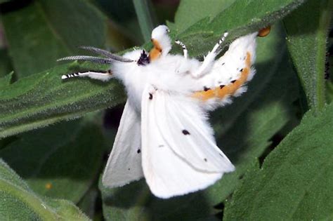 Virginian Tiger Moth Spilosoma Virginica Bugguide Net