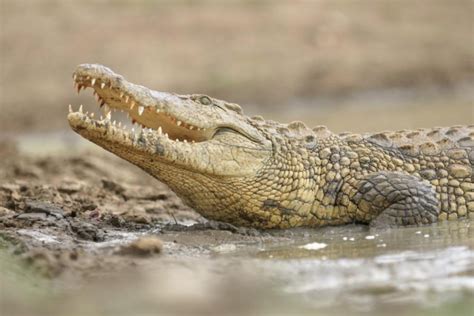 Nile Crocodile Crocodylus Niloticus Shadows Of Africa