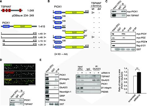 TSPAN7 Directly Interacts With PICK1 Associates With B1 Integrin And