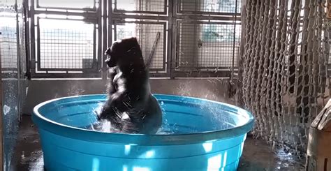 Watch: Dancing gorilla does it again, this time in Dallas Zoo