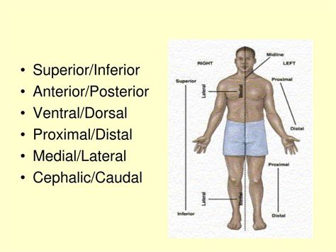 Ppt Skeletal System Powerpoint Presentation Free Download Id2135874